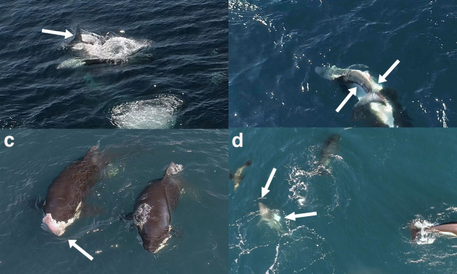 Όρκες «δολοφόνοι» επιβεβαίωνουν τη φήμη τους - Σκοτώνουν λευκό καρχαρία γυρίζοντάς τον ανάποδα