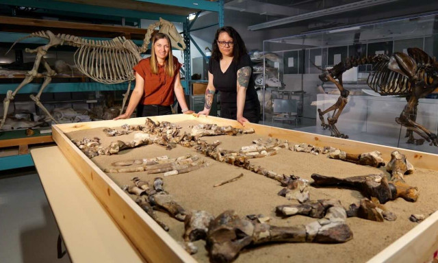 Ανακαλύφθηκε ο ρινόκερος του Βορρά - Ζούσε πριν από 23 εκατ. χρόνια στον Αρκτικό Κύκλο