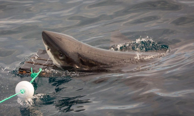 Τεράστιος καρχαρίας ξεβράστηκε στις ακτές της Σκωτίας - Ο τρίτος μέσα σε λίγες εβδομάδες.
