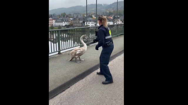 Η γερμανική αστυνομία «συλλαμβάνει» κύκνο και το βίντεο γίνεται viral