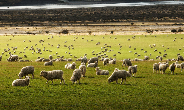Ευλογιά αιγοπροβάτων: Οκτώ συλλήψεις για παραβίαση των μέτρων βιοασφάλειας