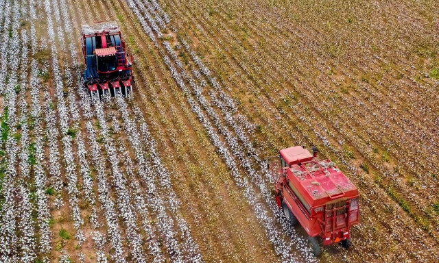 ΟΠΕΚΕΠΕ: Δεν επηρεάζεται η πληρωμή της συνδεδεμένης ενίσχυσης για το βαμβάκι
