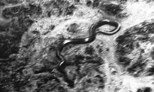 Πιλότος είδε φίδι 15 μέτρων στα δάση του Κονγκό: «Μπορούσε να με καταπιεί με μία χαψιά»