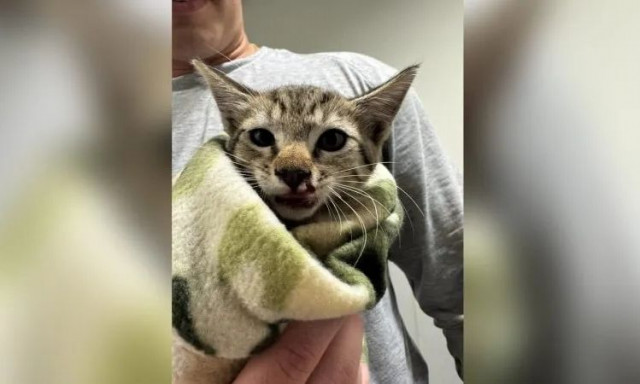 Πυροσβέστες έσωσαν γατάκι που είχε παγιδευτεί σε κινητήρα αυτοκινήτου