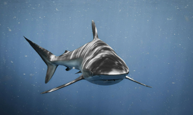 Αυστραλία: Επιτήρηση με drones σε παραλία μετά τη φονική επίθεση καρχαρία - Νεκρή 20χρονη