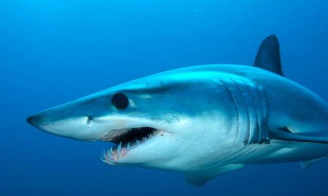 Κάρπαθος: «Φουρτούνες» στις περιβαλλοντικές οργανώσεις για το είδος του καρχαρία - Έντονη διαφωνία