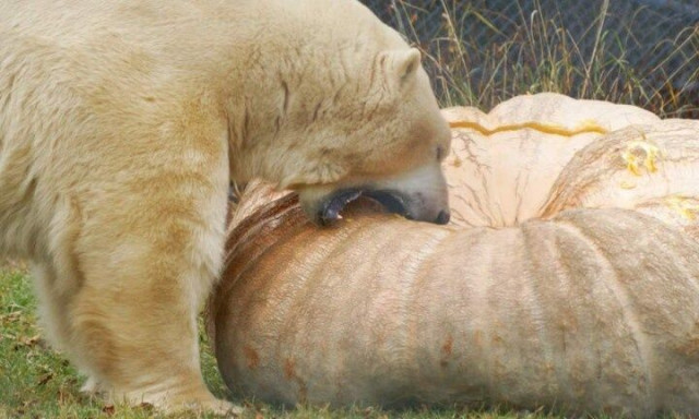Καναδάς: Πολική αρκούδα έφαγε κολοκύθα που ζυγίζει περισσότερα κιλά από την ίδια - Δείτε φωτογραφίες