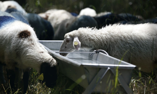 Κρήτη: Παρατείνονται έως τις 15/4 τα προληπτικά μέτρα για την ευλογιά των αιγοπροβάτων