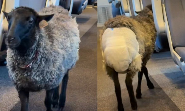 Πολωνία: Viral πρόβατο με πάνα που ταξίδεψε σε τρένο υψηλής ταχύτητας