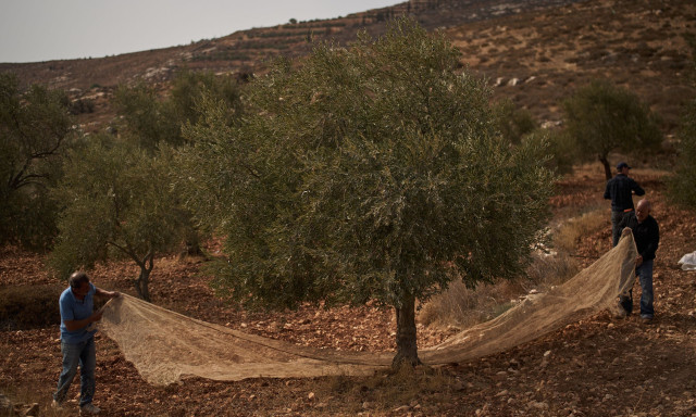 Δυτική Όχθη: Ισραηλινοί έποικοι επιτέθηκαν σε Παλαιστίνιους και δημοσιογράφους που μάζευαν ελιές