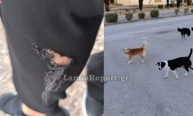 Λαμία: Αγέλη σκύλων σκορπίζει τον τρόμο στην είσοδο της πόλης – Δάγκωσαν περαστικό