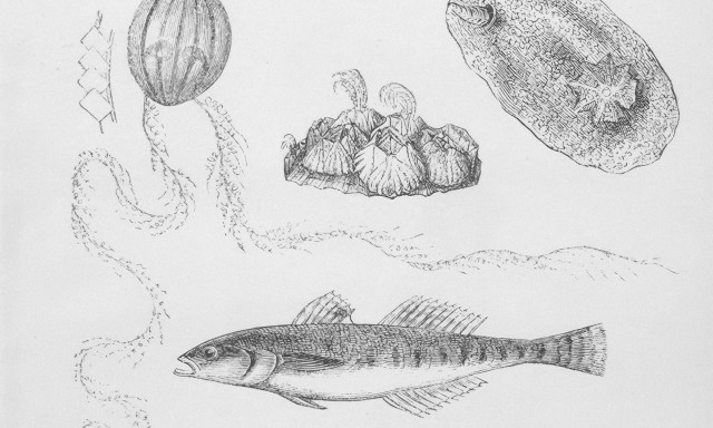 Ξενικά είδη απειλούν τα ελληνικά νερά: Τι δείχνει νέα θαλάσσια έρευνα για Ευβοϊκό - Μαλιακό