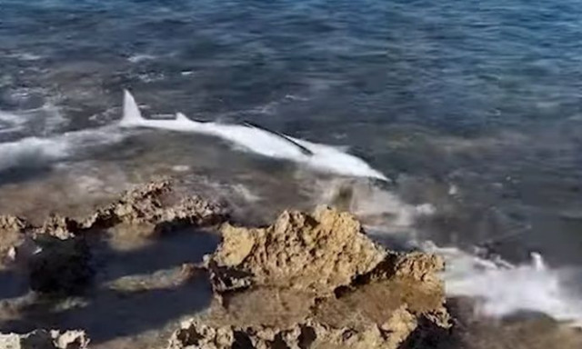 Χανιά: Καρχαριοειδές ξεβράστηκε στην ακτή του Σταυρού