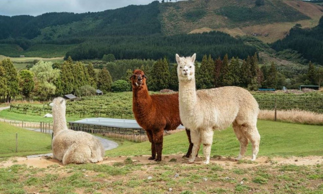 Αντίσωμα από καμήλες και αλπάκα θα μπορούσε να χρησιμοποιηθεί για τη θεραπεία του Αλτσχάιμερ