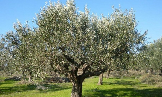 Σοκ στην Ηλεία: 70χρονος βρέθηκε κρεμασμένος σε ελιά - Ο αδελφός του είχε «φύγει» με παρόμοιο τρόπο