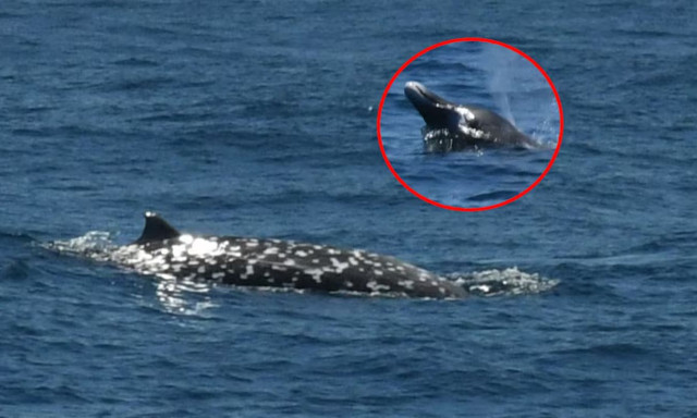 Μυθική μέχρι πρόσφατα φάλαινα παρατηρήθηκε στη φύση στο Μεξικό