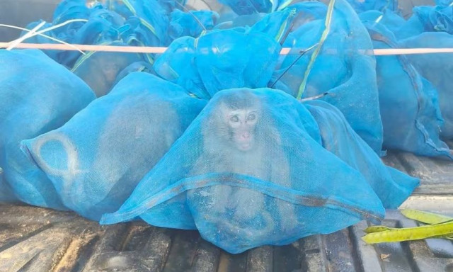 Ταϊλάνδη: Συνελήφθησαν δύο άνδρες για λαθρεμπορία προστατευόμενων άγριων ζώων