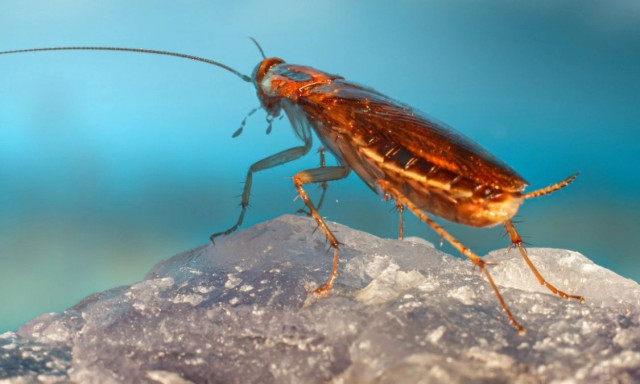 Γιατί οι κατσαρίδες είναι επικίνδυνες ακόμη κι όταν δεν τις βλέπουμε