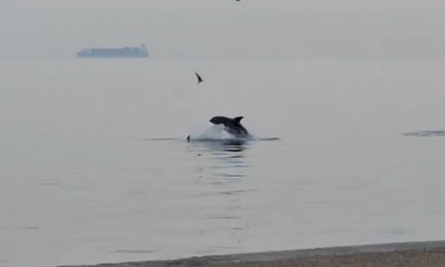 Θεσσαλονίκη: Δελφίνια εμφανίστηκαν στον Θερμαϊκό - Δείτε βίντεο