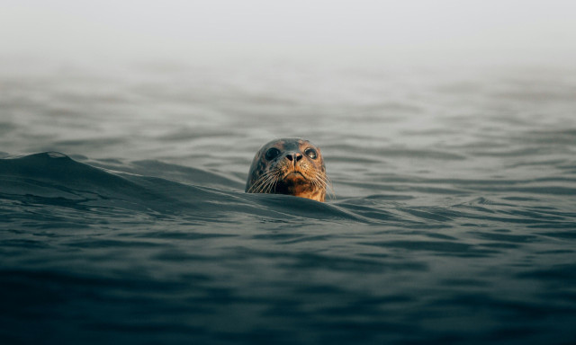 Μωρά φώκιες κοιμούνται σε σπηλιά στην Αλόννησο