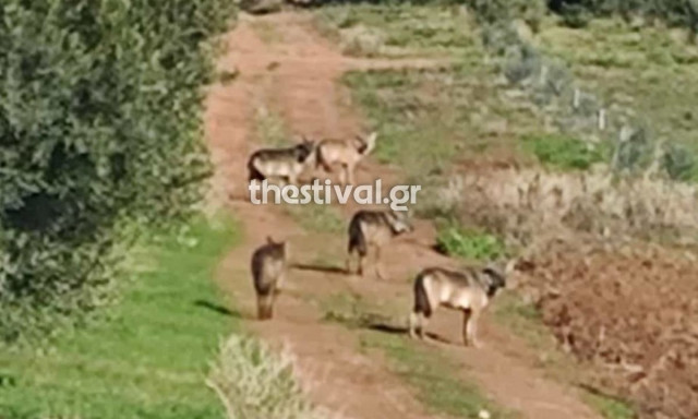 Συναγερμός στη Χαλκιδική: Αγέλη λύκων τριγυρνά μια ανάσα από τα σπίτια - Ανήσυχοι οι κάτοικοι