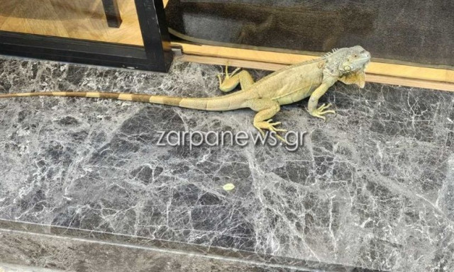 Χανιά: Τεράστιο ιγκουάνα έκανε βόλτες στο κέντρο της πόλης