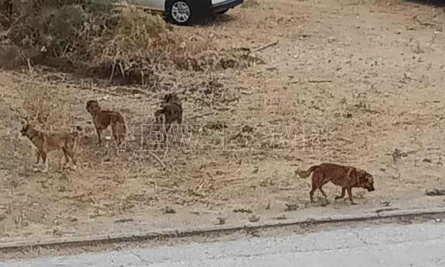 Φρίκη σε περιοχές της Θεσσαλονίκης: Αγέλες άγριων σκύλων έχουν κατακρεουργήσει εκατοντάδες γάτες