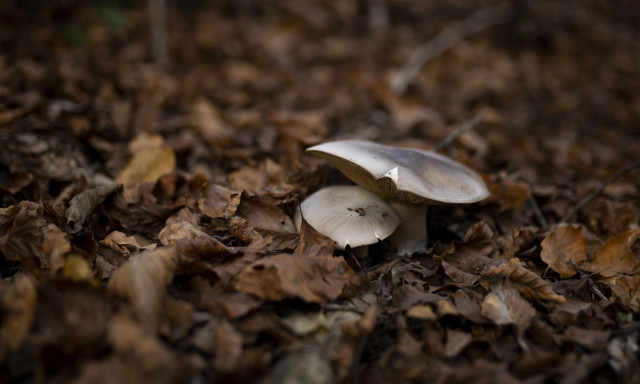 Έδεσσα: Αίσιο τέλος για το ζευγάρι που δηλητηριάστηκε από άγρια μανιτάρια