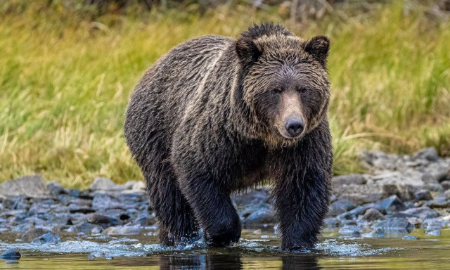 Αρκούδα επιτέθηκε σε μαθητές στον Καναδά: 11 τραυματίες, δύο εκ των οποίων σοβαρά