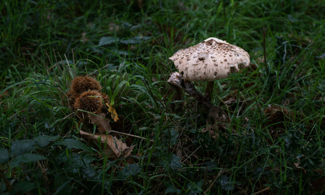 Θεσσαλονίκη: Νοσηλεύεται σε σοβαρή κατάσταση το ζευγάρι που κατανάλωσε τοξικά μανιτάρια