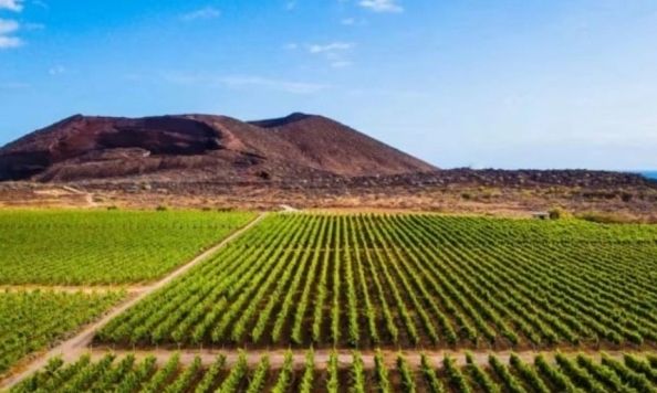 Κανάρια Νησιά: Με τι αντικατέστησαν τις μπανάνες και απογείωσαν τις εξαγωγές τους