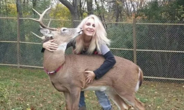 Τραγικός θάνατος 64χρονης: Της επιτέθηκε ελάφι που φρόντιζε επί χρόνια