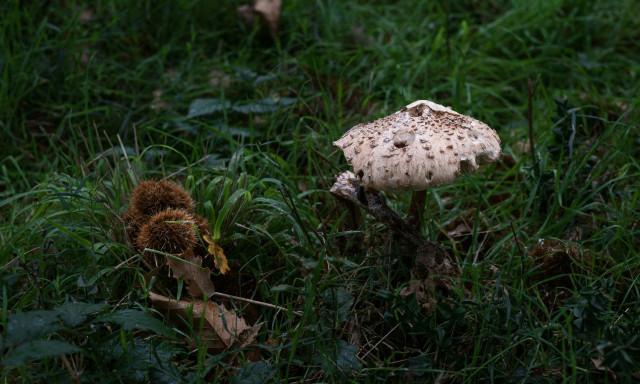 Στην Ιταλία για μεταμόσχευση το ζευγάρι που κατανάλωσε τοξικά μανιτάρια - «Σε κρίσιμη κατάσταση»