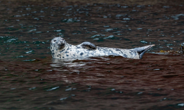 Αγγλία: Κάμερα μεταδίδει ζωντανά για πρώτη φορά την περίοδο αναπαραγωγής γκρίζων φωκιών