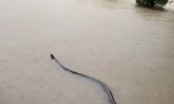 Τρομακτική στιγμή στην Ταϊλάνδη: Τεράστιο φίδι κολυμπούσε σε πλημμυρισμένο δρόμο - Δείτε βίντεο