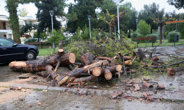 Κακοκαιρία Adel – Παλαιό Φάληρο: Δέντρα έπεσαν σε αυτοκίνητα, κινδύνευσαν περαστικοί