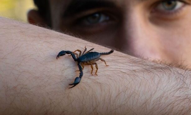 Βραζιλία: Δηλητήριο σκορπιού μπορεί να χρησιμοποιηθεί για να θεραπεύσει όγκους καρκίνου του μαστού