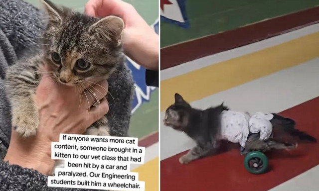 Γατούλα περπάτησε ξανά ύστερα από φρικτό ατύχημα με τη βοήθεια μαθητών Μηχανικής – Δείτε βίντεο