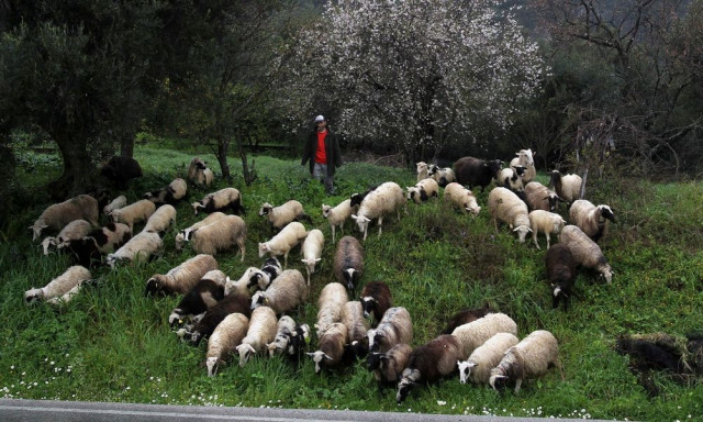 BBC: Η σφαγή αιγοπροβάτων στην Ελλάδα προκαλεί φόβους για έλλειψη φέτας