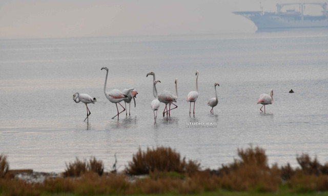 Χειμωνιάτικη επίσκεψη σμήνους φλαμίνγκο στο Ναύπλιο - Δείτε βίντεο και φωτογραφίες