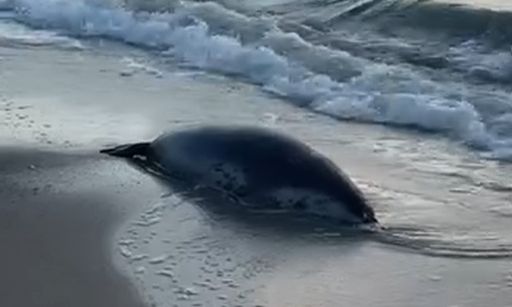 Θλιβερή εικόνα: Σχεδόν 500 απειλούμενες φώκιες της Κασπίας ξεβράζονται νεκρές στις ρωσικές ακτές