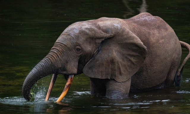 Η λαθροθηρία στο στόχαστρο με τεχνολογία τεχνητής νοημοσύνης