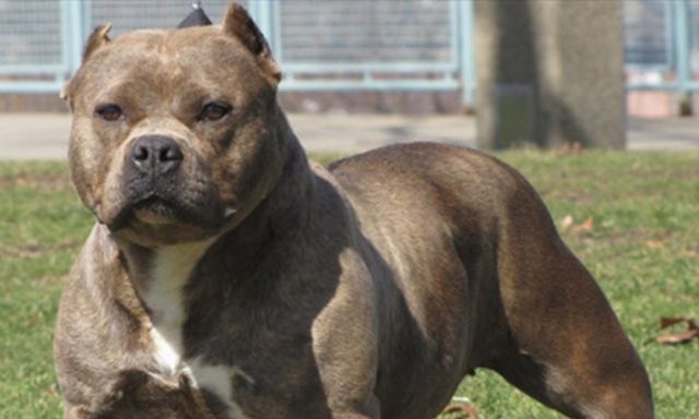 Σοκ στη Ζάκυνθο: Νεκρό 2χρονο παιδί από επίθεση σκύλου