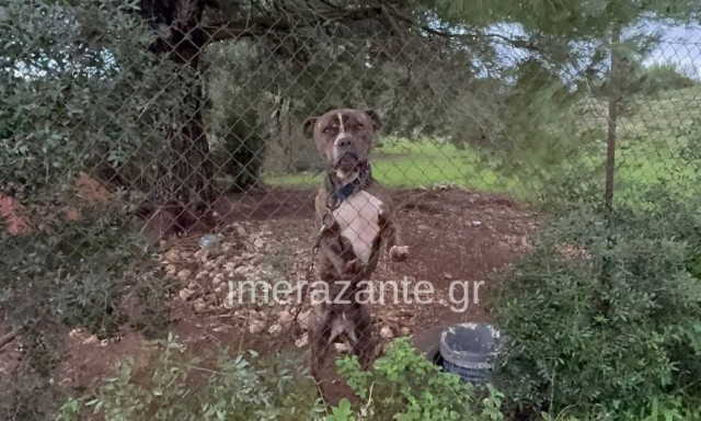 Ζάκυνθος: Αδέσποτος ο σκύλος που σκότωσε τον 2χρονο - «Πάει το παιδάκι μου» είπε ο πατέρας