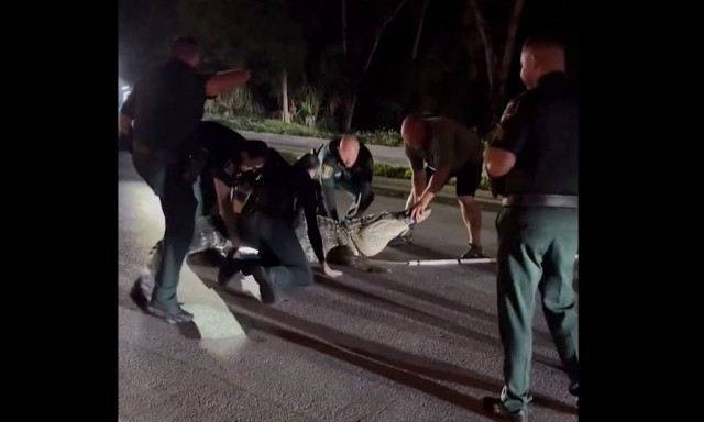 ΗΠΑ: Τεράστιος αλιγάτορας βγήκε στη μέση του δρόμου στη Φλόριντα - Δείτε βίντεο