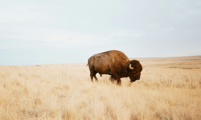 ΗΠΑ: Πώς οι βίσονες «αναγέννησαν» το παλαιότερο εθνικό πάρκο του κόσμου