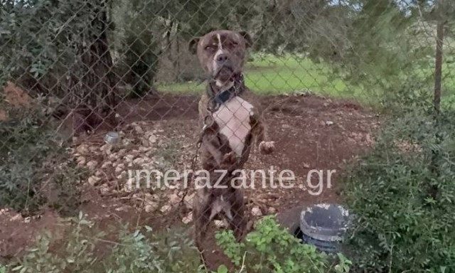 Ζάκυνθος: Συγκλονίζει ο πατέρας του δύο ετών παιδιού που κατασπάραξε το pitbull