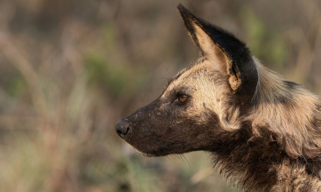 Σχεδόν 3.000 άτομα κατέληξαν στο νοσοκομείο έπειτα από δάγκωμα σκύλου μέσα σε ένα χρόνο