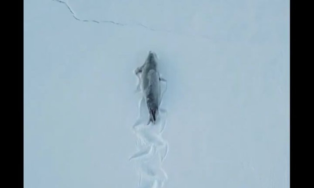 Ανταρκτική: Η στιγμή που φώκια σέρνεται στο χιόνι και αφήνει εντυπωσιακά ίχνη πίσω της