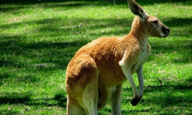 Κύπρος: Φυλάκιση 14 μηνών στον 37χρονο που τεμάχισε καγκουρό